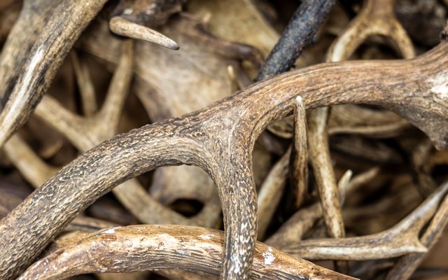 A pile of antlers
