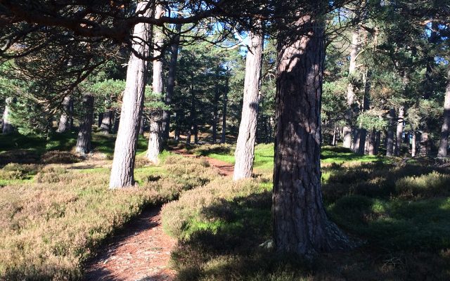 A path through a sunlit pine forest