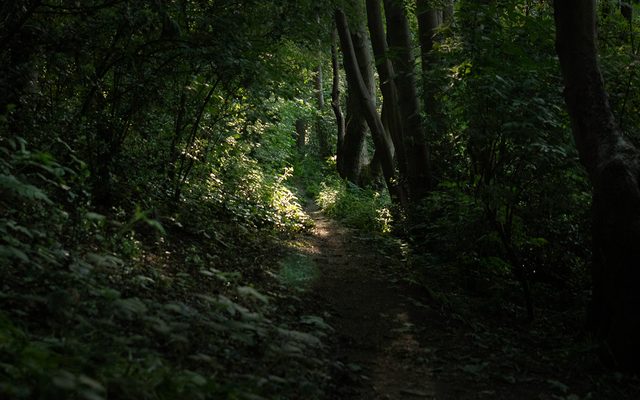 A path through dense woodland with sun filtering through the trees in the distance
